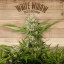 The Plant Organic Seeds 1-2 South Plant Sativa Feminizada Flor