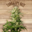 The plant Organic Seeds 2-2 Cannalope Haze Sativa Feminizada