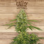 The plant Organic Seeds 2-3 Cheese Indica-Sativa Feminizada