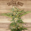 The Plant Organic Seeds 2-4 Critical Mass Hibrida Feminizada Flor
