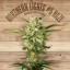 Seed The Plant - Generación F2 - Northern Lights #5 Haze