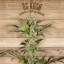 Seed The Plant - Generación F2 - OG Kush