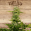 Seed The Plant - Generación F3 - Kandy Kush