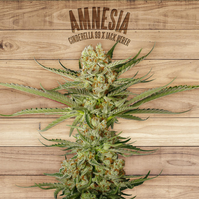 Amnesia – The Plant Organic Seeds – Feminized cannabis seed