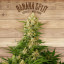 The Plant Organic Seeds 4-2 Banana Split Sativa Feminizada Flor