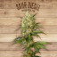Seed The Plant - Generación S4 - Sour Diesel