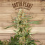 The plant Organic Seeds 1-1 South Plant Sativa Feminizada